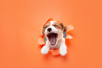 Cute and little doggy running breakthrough orange studio background purposeful and inspired,...