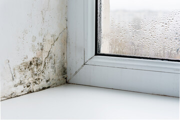 Mold in the corner of the plastic windows - obrazy, fototapety, plakaty