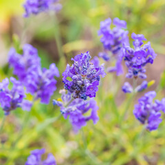 Lavender Blooms
