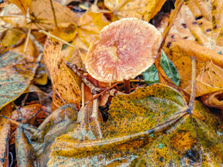 mushroom, autumn, 