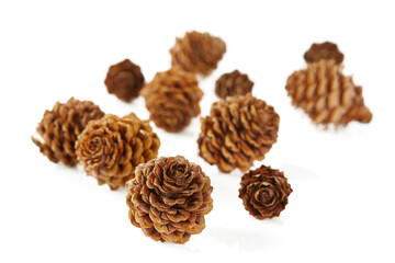 cones of larch isolated on white background