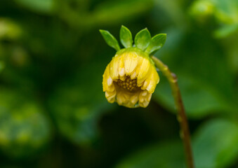 Budding Dahlia