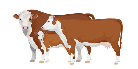 Set Bull, Cow, Calf. Hereford - The Best Beef Cattle Breeds. Farm animals. Vector Illustration.