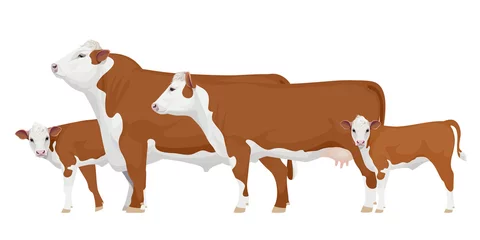 Fotobehang Set Bull, Cow, Calf. Hereford - The Best Beef Cattle Breeds. Farm animals. Vector Illustration. © happy_job