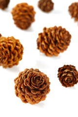 cones of larch isolated on white background
