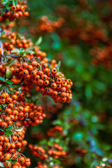 Berries in bloom