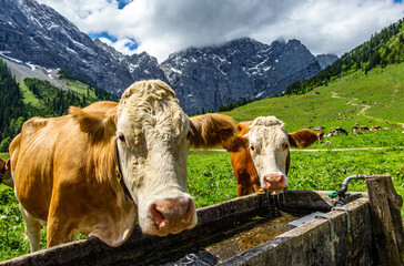 Fototapeta na wymiar cows at the eng alm in austria