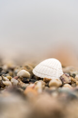 Freshwater shell on a stony beach close-up