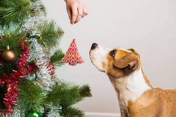 Dog interested in christmas tree toys, new year holidays concept. Cute staffordshire terrier sits...