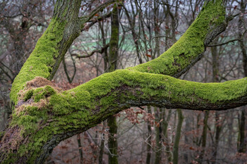 Old tree trunk and branches covered by green moss in autumn