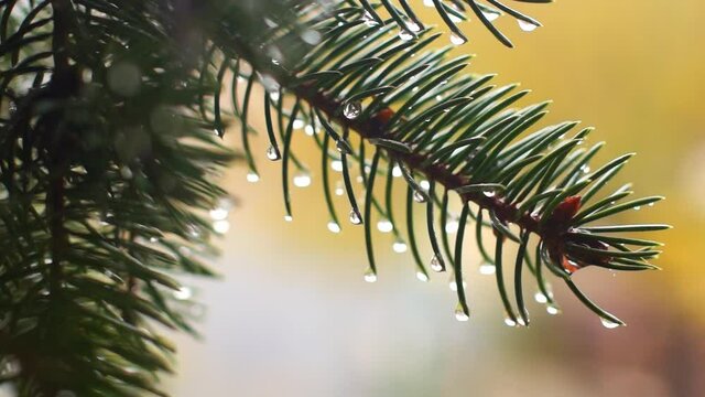
raindrops stick on the spruce needles
