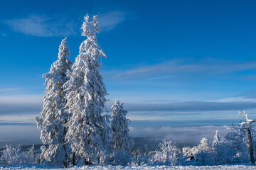 Snow-covered trees in a wonderful winter landscape on the Feldberg / Germany in the Taunus