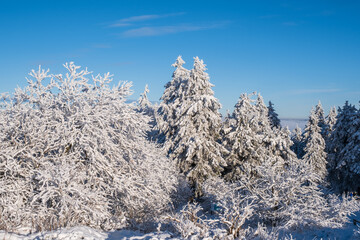 Snow-covered trees in a wonderful winter landscape on the Feldberg / Germany in the Taunus