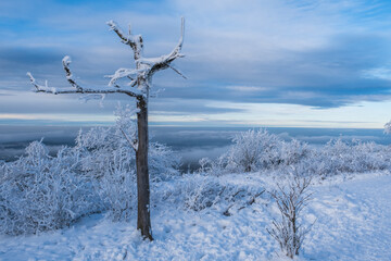 Snow-covered trees in a wonderful winter landscape on the Feldberg / Germany in the Taunus