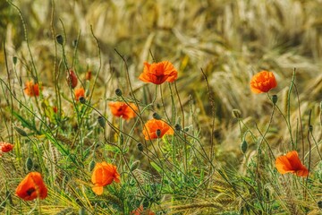 field of ripening barley with flowers of blooming red poppies
