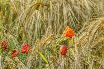 red poppies in a barley ripening field, beginning of summer in a cereal field