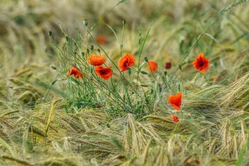 row of red blooming poppies and in flower buds against the background of barley ears