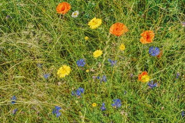 colorful flower meadow with cornflowers, poppies and daisies, full summer in the meadow, green juicy grass on a sunny summer day