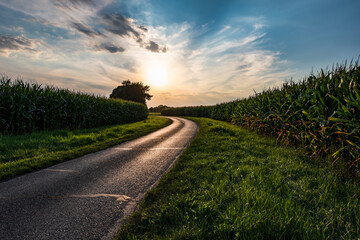 Fototapeta premium Einblicke ins Maisfeld