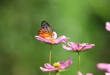 Drupadia ravindra butterfly orange and white color feeding nectar from cosmos flower in the garden