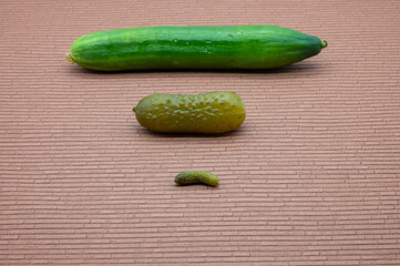 fresh green bio cucumber to eat