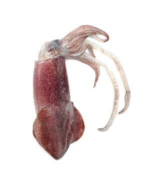 squid isolated on the white background