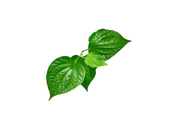 Green Piper betel leaf isolated on the white background. Thai herb, Thai food (Wildbetal Leafbush) (Piper sarmentosum Roxb) - obrazy, fototapety, plakaty