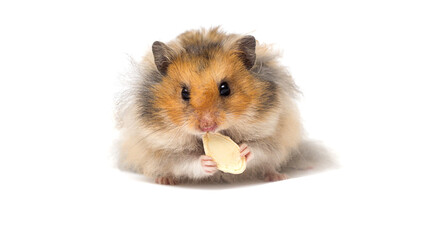 fluffy hamster on white background