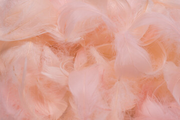 Colorful feather background, top view.