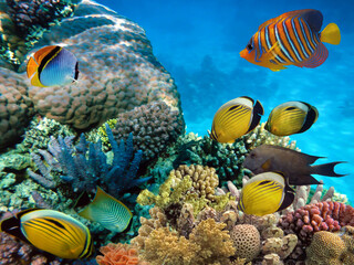 Panele Szklane  Zdjęcie kolonii koralowców, Morze Czerwone