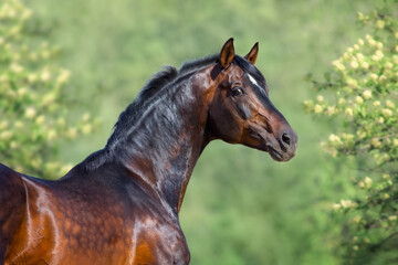 Fototapeta na wymiar Portrait of bay horse from back looking at camera