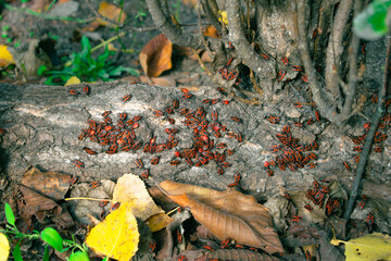 Group of red bugs on a tree. A large colony of Pyrrhocoris apterus nests on the root of the tree