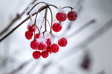 Red viburnum berries.