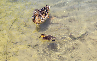 Ducks on a lake in nature