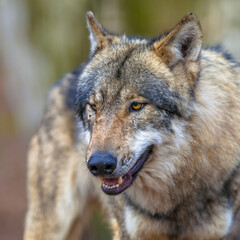 Portrait of a mean Threathening Grey Wolf