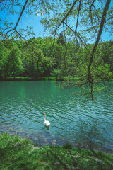 White swans on a lake