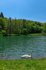 Naklejka na ściany i meble White swans on a lake