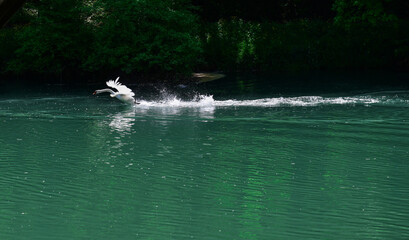 White swan on a lake