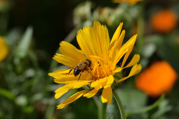 bee on yellow flower