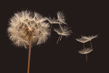 dandelion seeds fly away from the flower in wind