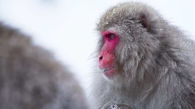 Close up Portrait of Dominant male Japanese Macaque in winter, snow flakes falling.