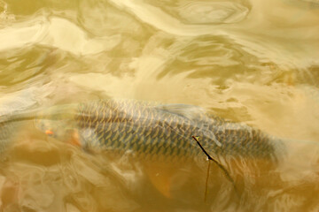 Hoven's carp or sultan fish, is a species of fish in the barb family.	