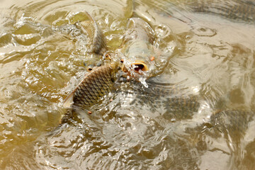 Hoven's carp or sultan fish, is a species of fish in the barb family.	