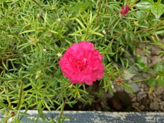 Red Flowers, Beautiful Flower