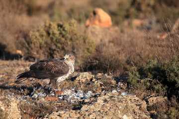 The Bonelli's eagle (Aquila fasciata) on a rock with prey with brown background.