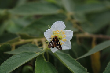 Insect Eats Nectar On White Flower with Blurred Background