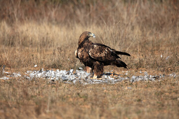 The golden eagle (Aquila chrysaetos) feeding on prey. A large eagle in a meadow with a pigeon as prey in dry grass.