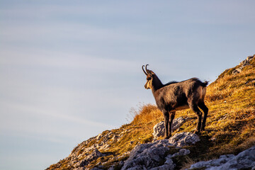 Chamois on orange pasture, morning time	