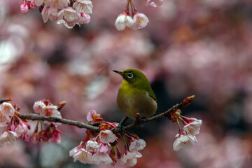 Japanese White-eye With Cherry Blossom At Tokyo, Japan.