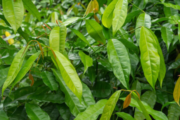 Thai Baegu leaf or Melinjo or Gnetum gnemon